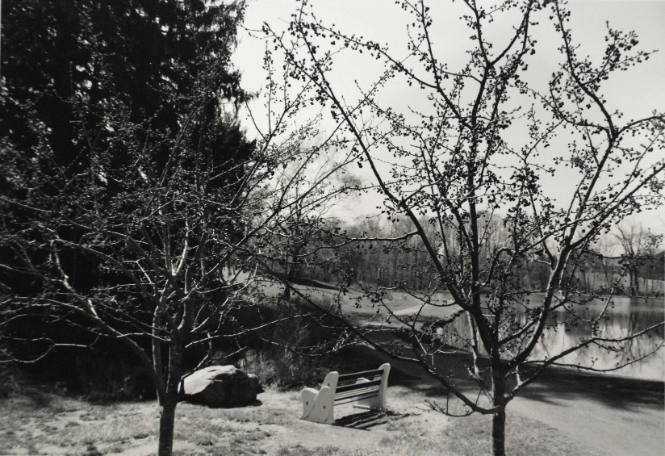 Crabapples by Sunset Lake, looking South