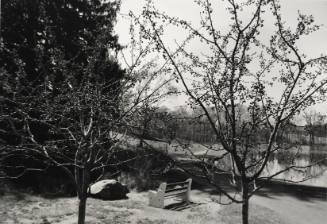 Crabapples by Sunset Lake, looking South