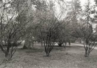 Shrubs in bloom, near Ely