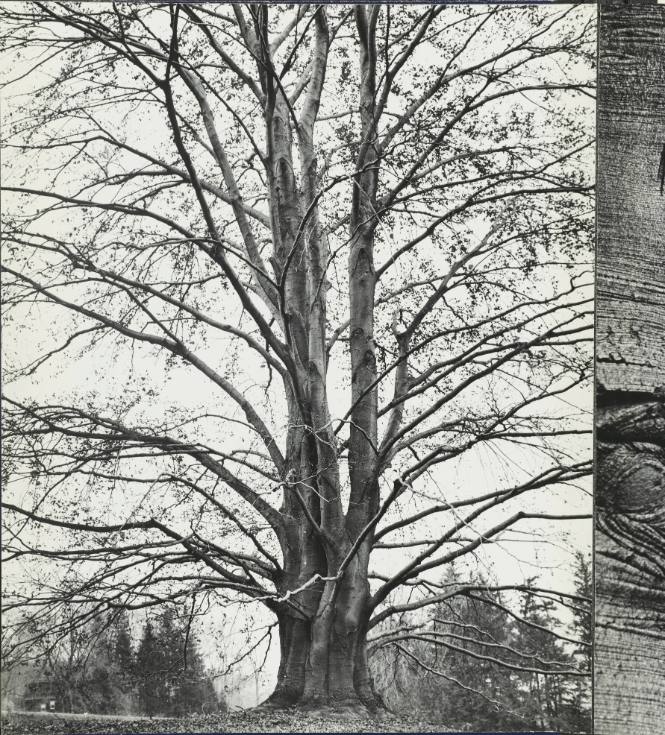 [One page in an accordian book of twelve photographs of trees]