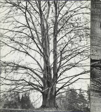 [One page in an accordian book of twelve photographs of trees]