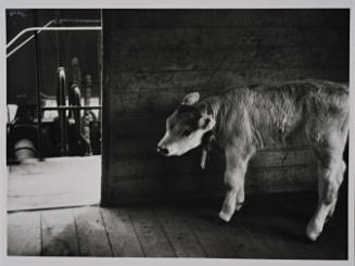Calf in Rail Stock Car