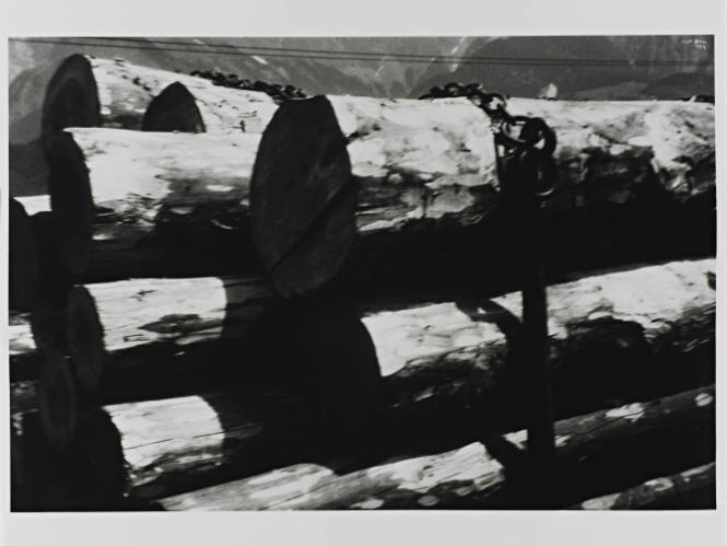 Tree Trunks on Railway