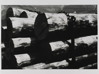 Tree Trunks on Railway