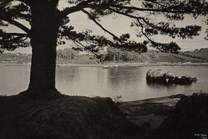 Pine Tree and River