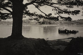 Pine Tree and River