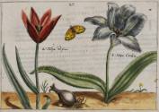 Art, Science, & Technology at the Frances Lehman Loeb Art Center: Botany