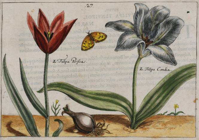 Art, Science, & Technology at the Frances Lehman Loeb Art Center: Botany