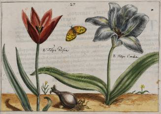 Tulipa Persica, Tulipa Candia (Early Persian Tulip, Cretan Tulip), plate 27 from Hortus Floridus (first published Utrecht, 1614)