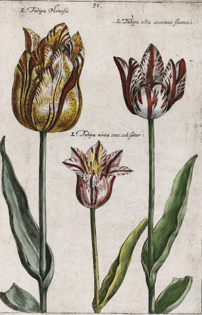 Tulipa Honesti, Tulipa nivea, Tulipa alba (Broad-leaved Tulips), plate 31 from Hortus Floridus (first published Utrecht, 1614)