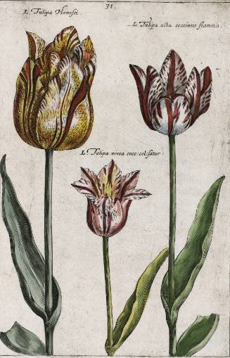 Tulipa Honesti, Tulipa nivea, Tulipa alba (Broad-leaved Tulips), plate 31 from Hortus Floridus (first published Utrecht, 1614)