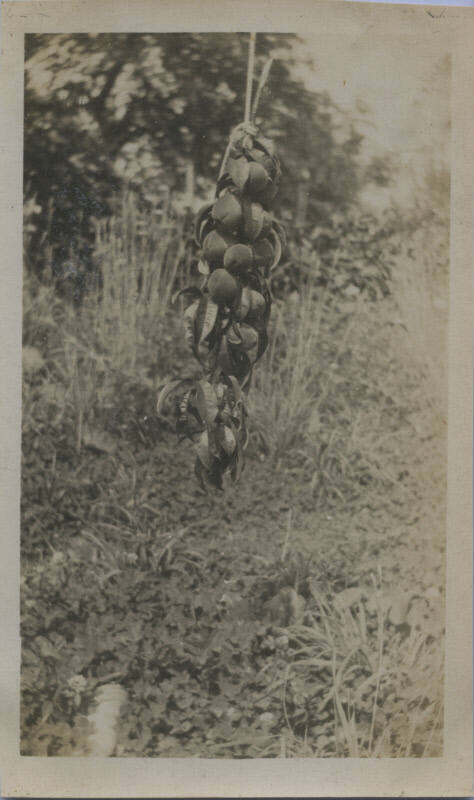 Untitled [Branch of peaches]