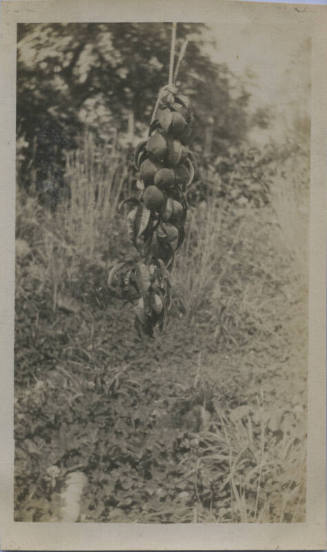 Untitled [Branch of peaches]
