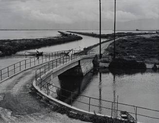 The Camargue