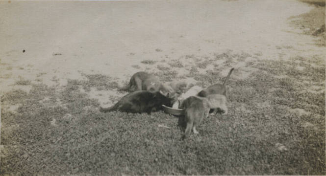 Untitled [Seven cats drink from bowl]