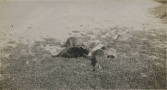 Untitled [Seven cats drink from bowl]