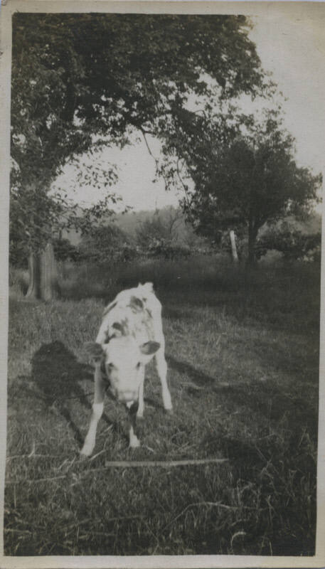 Untitled [Calf stands on field]