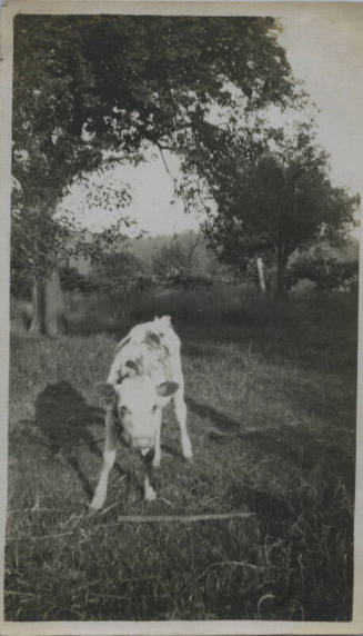 Untitled [Calf stands on field]