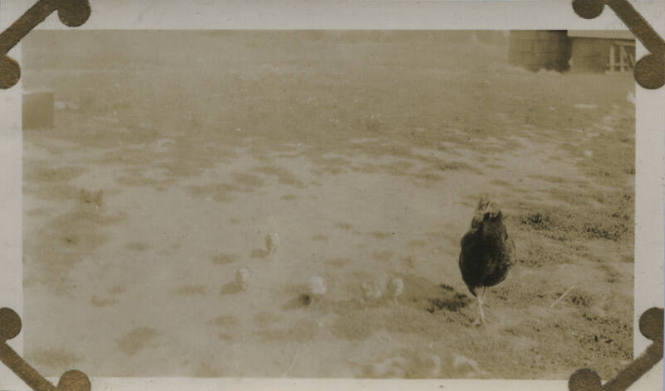 Untitled [Rooster and chickens in a field]
