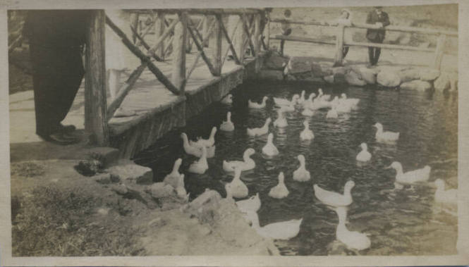 Untitled [Ducks in pond]