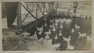 Untitled [Ducks in pond]