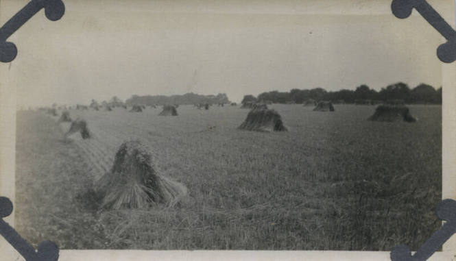 Untitled [Field of Haystacks]