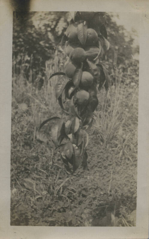 Untitled [Branch of peaches (#32 duplicate)]