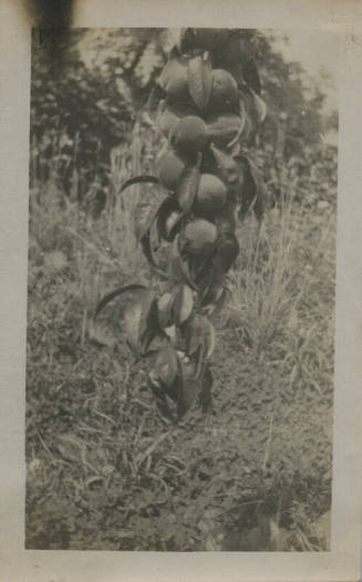 Untitled [Branch of peaches (#32 duplicate)]