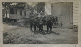 Untitled [Two cows tied together]