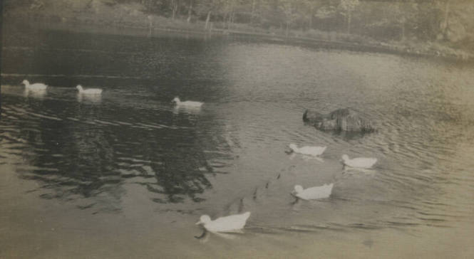 Untitled [Ducks in a pond]