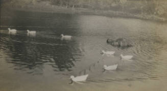 Untitled [Ducks in a pond]