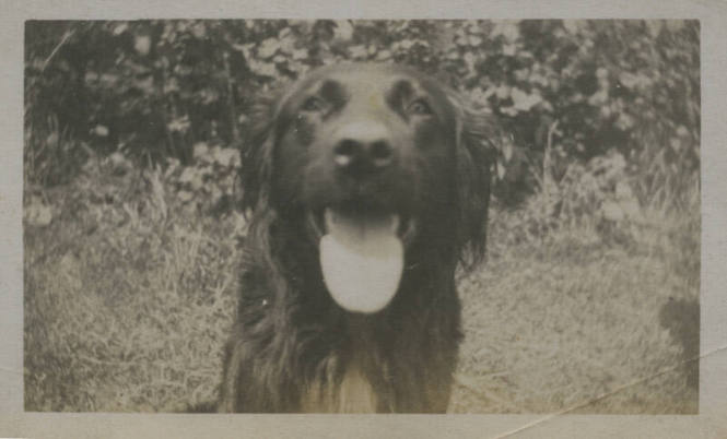 Untitled [Dog sticks out tongue]