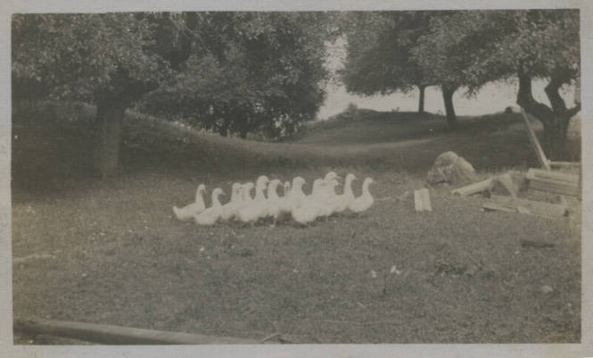 Untitled [Flock of ducks on hill]