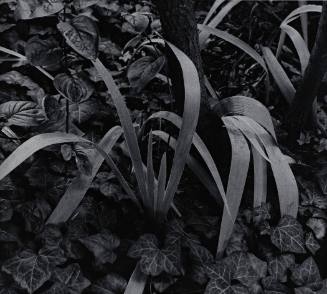 Iris and Stump