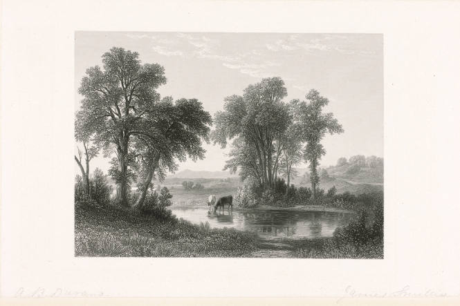 Landscape with Cows or A Glimpse in New Hamphire