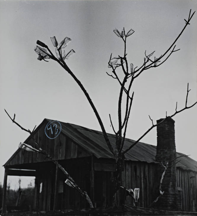 Barn Roof, Tree with Bottles, Mississippi