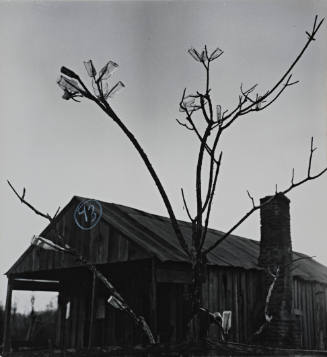 Barn Roof, Tree with Bottles, Mississippi