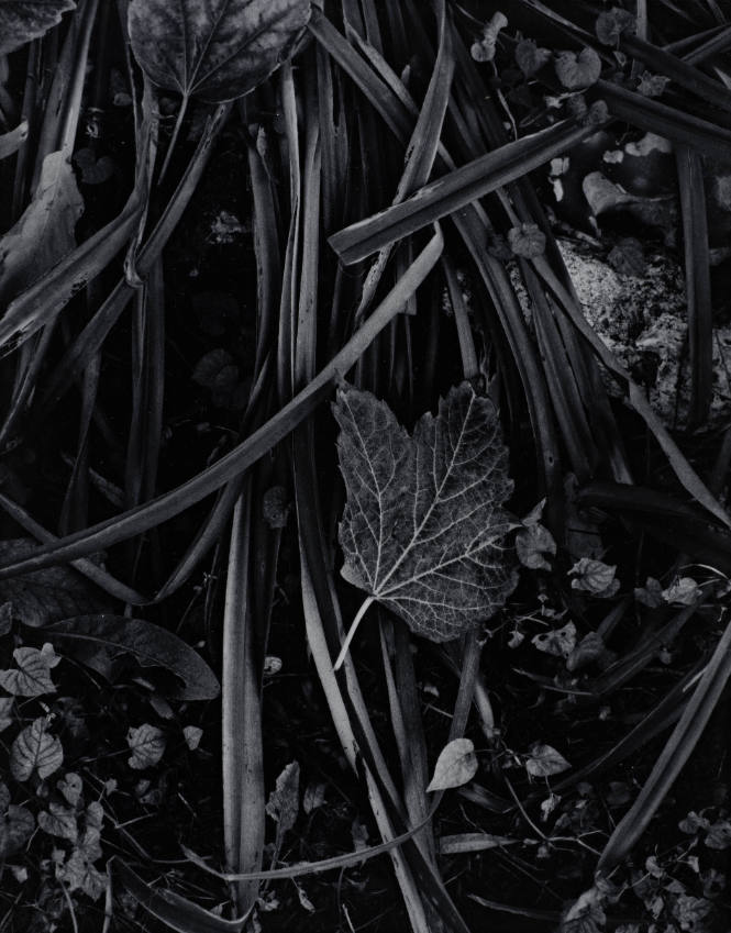 Fall in Movement