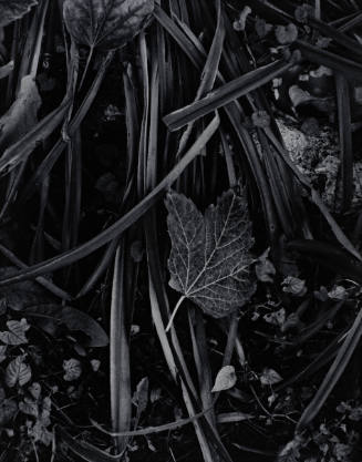 Fall in Movement