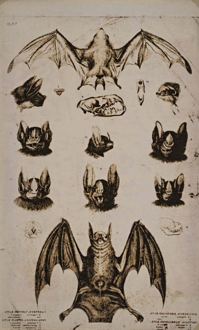 Bats
