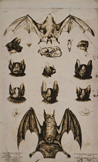Bats