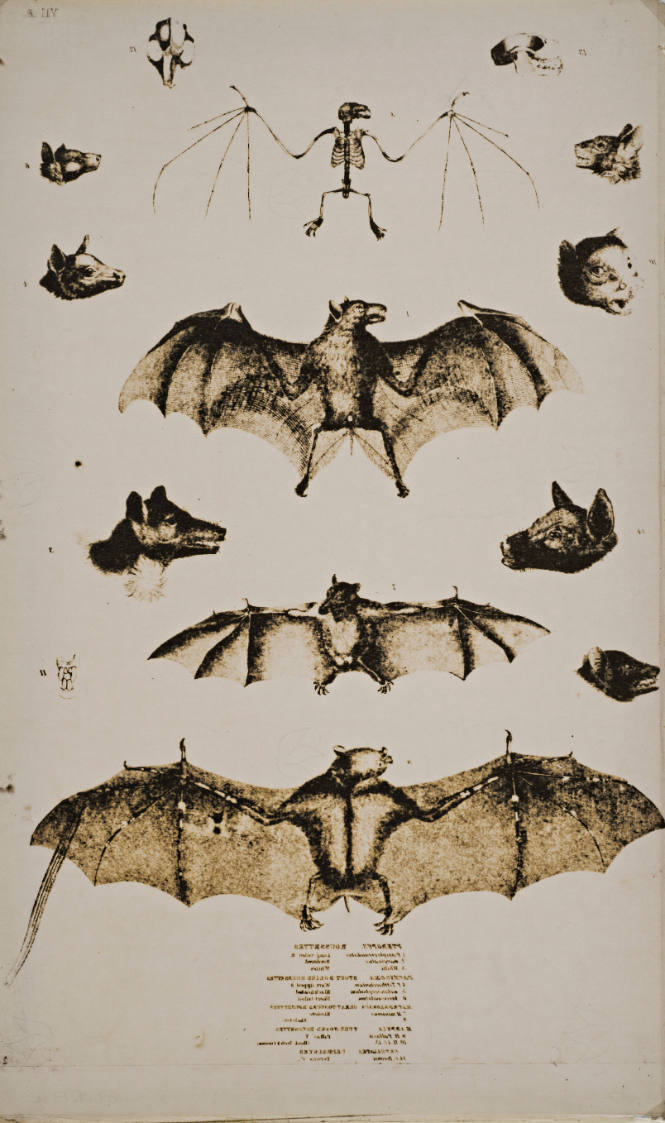 Bats