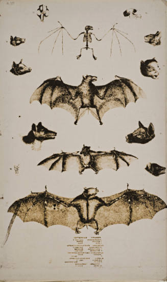 Bats
