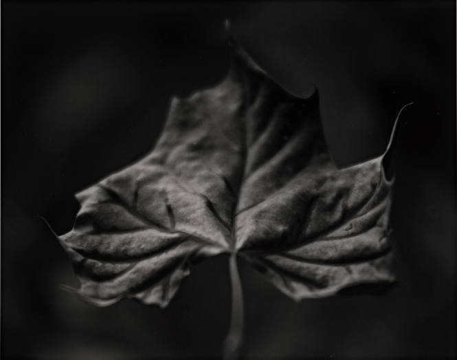 Sycamore Leaf, from Roger Minick: Ozark Portfolio, Twelve Photographs