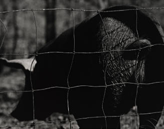 Hog End, from Roger Minick: Ozark Portfolio, Twelve Photographs