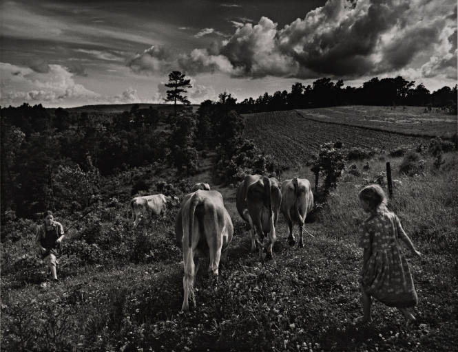 Bringing in Cows, from Roger Minick: Ozark Portfolio, Twelve Photographs