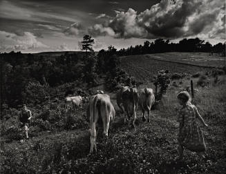 Bringing in Cows, from Roger Minick: Ozark Portfolio, Twelve Photographs