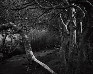 Creek Willows, Garrapata Canyon, from Morley Baer: Portfolio II: Garrapata Rock