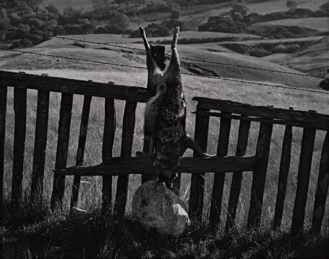 Coyote, Big Sur Fence, from Morley Baer: Portfolio II: Garrapata Rock