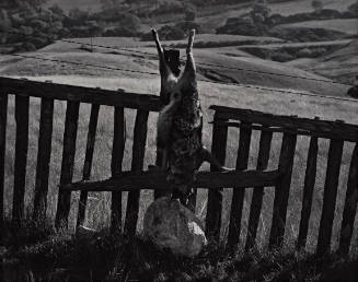 Coyote, Big Sur Fence, from Morley Baer: Portfolio II: Garrapata Rock